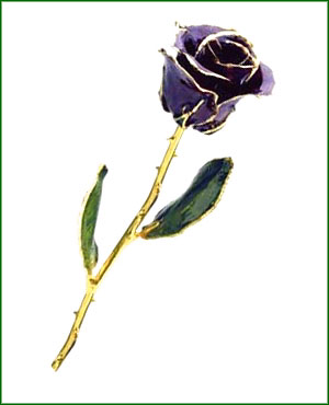 Rose - 24Kt Gold - Purple