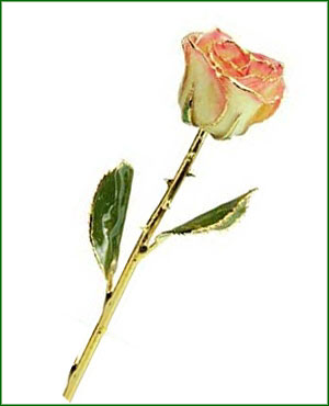 Rose - 24Kt Gold - Cream and Pink