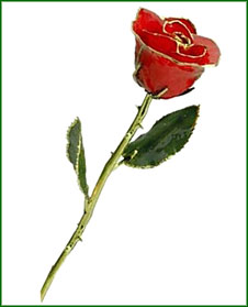 Rose - 24Kt Gold - Red